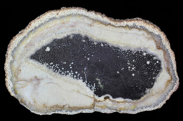 A polished slab of petrified palmwood from Texas showing the distinctive vascular structure in cross-section.
